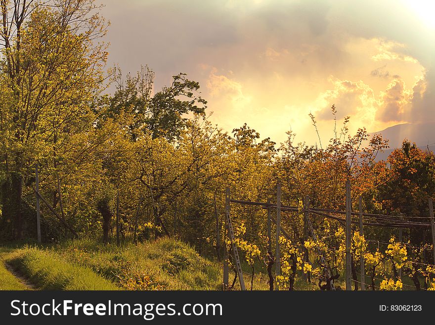 Landscape of grass and trees with a high (deer) fence protecting fruit trees, background of cloud and golden sky. Landscape of grass and trees with a high (deer) fence protecting fruit trees, background of cloud and golden sky.