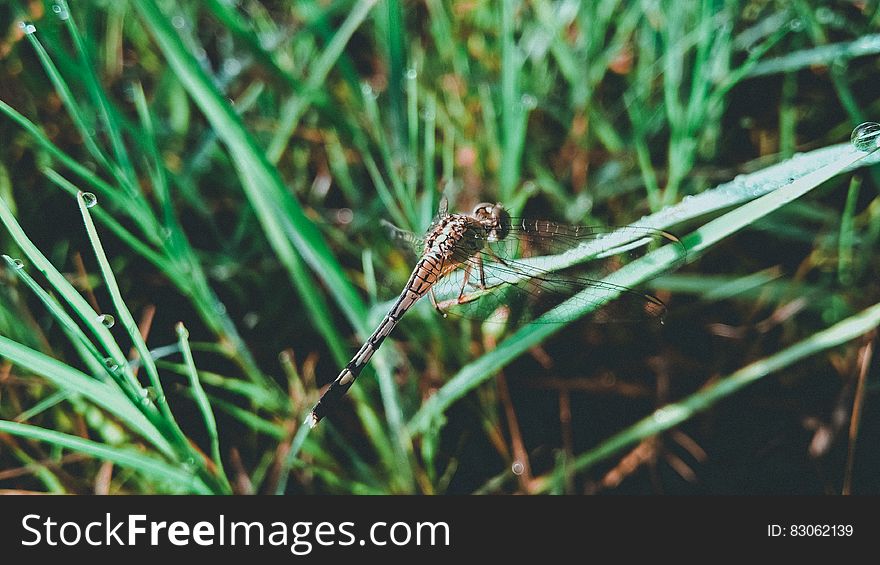 Dragonfly on Grass Leaf