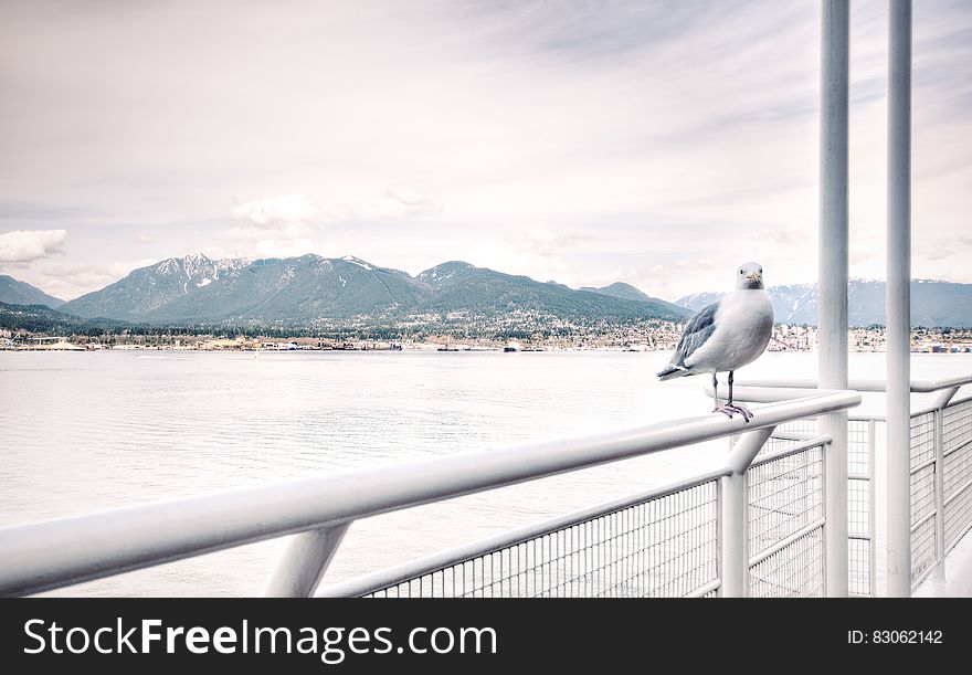 Ship View of White Bird on White Steel Rail during Daytime