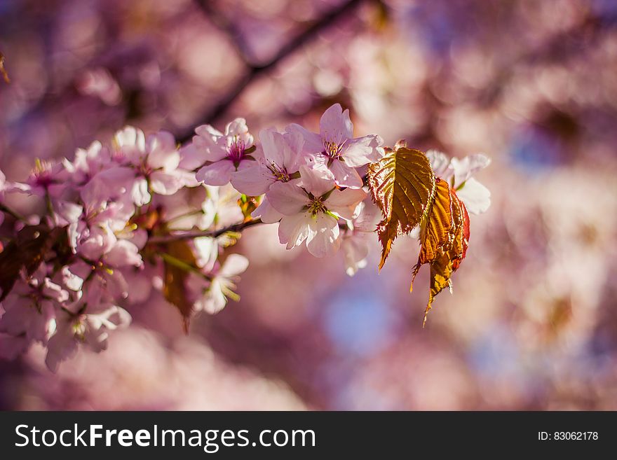 Apple Blossom In Spring Time