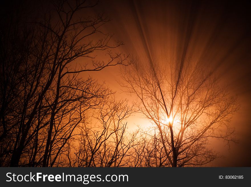 Spindly leafless Winter trees with branches and twigs lit up by an orange and yellow sunrise. Spindly leafless Winter trees with branches and twigs lit up by an orange and yellow sunrise.