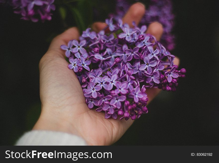 A person holding lilac flowers in hand.