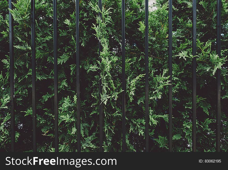 A Thuja tree behind a metal fence. A Thuja tree behind a metal fence.