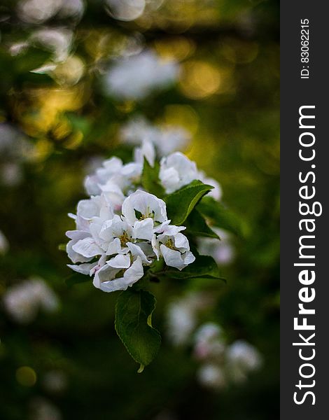 A tree with green leaves and white blossoms. A tree with green leaves and white blossoms.