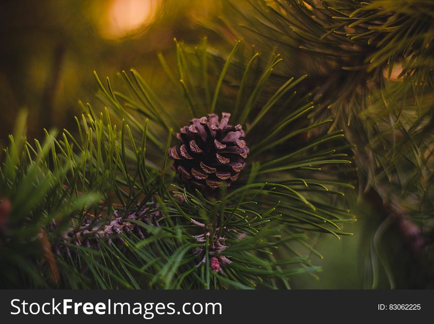 A close up of a pine tree branch with needles and cones. A close up of a pine tree branch with needles and cones.