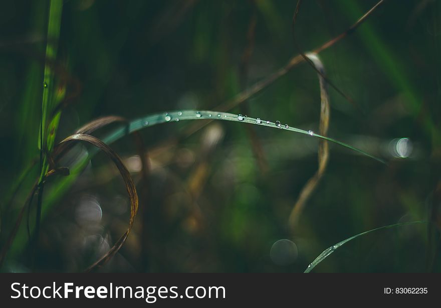 A leaf with dew drops on it. A leaf with dew drops on it.