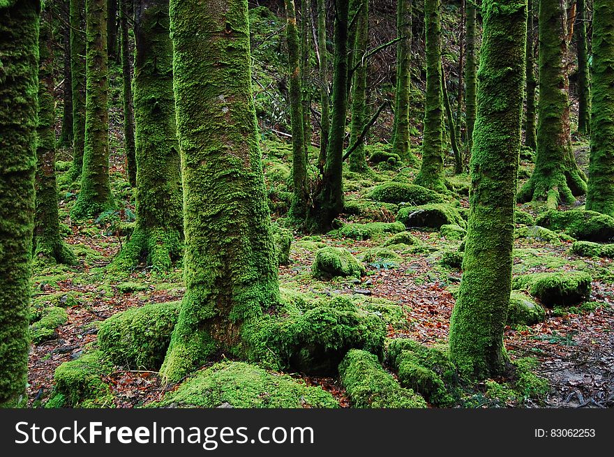 Photo of Trees Covered in Moss