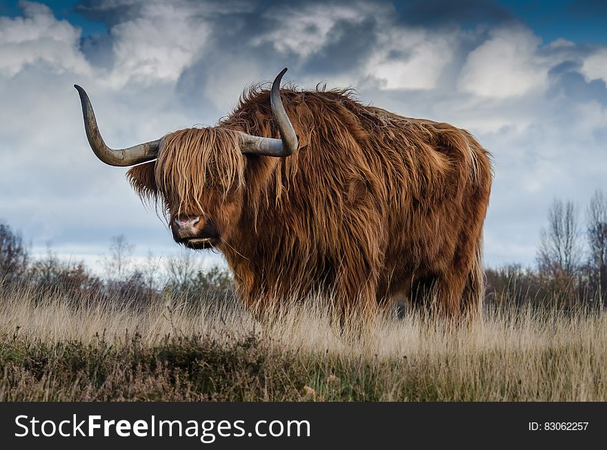 Brown Yak on Green and Brown Grass Field