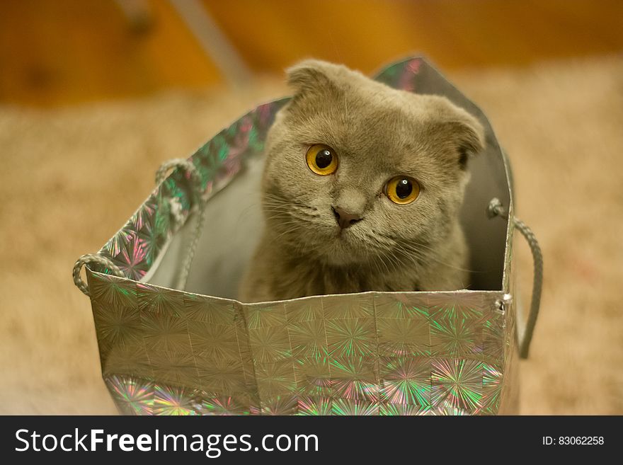 Grey Kitten on Silver Paper Bag