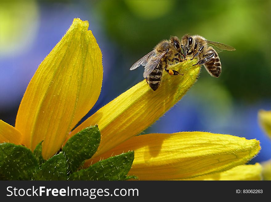 Bee Sipping Nectar on Flower during Daytime