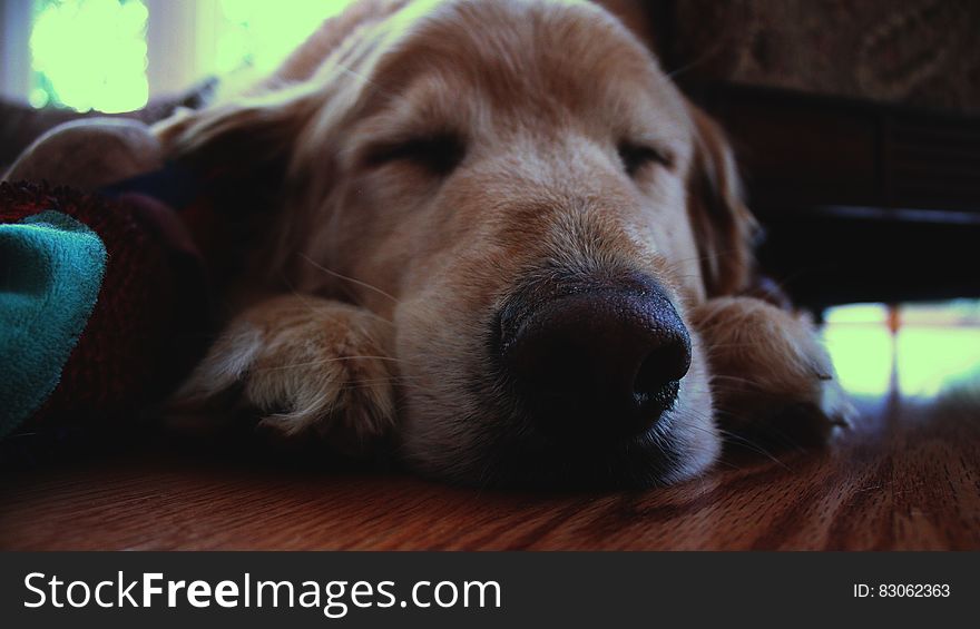 Brown Dog Sleeping on Brown Wooden Surface