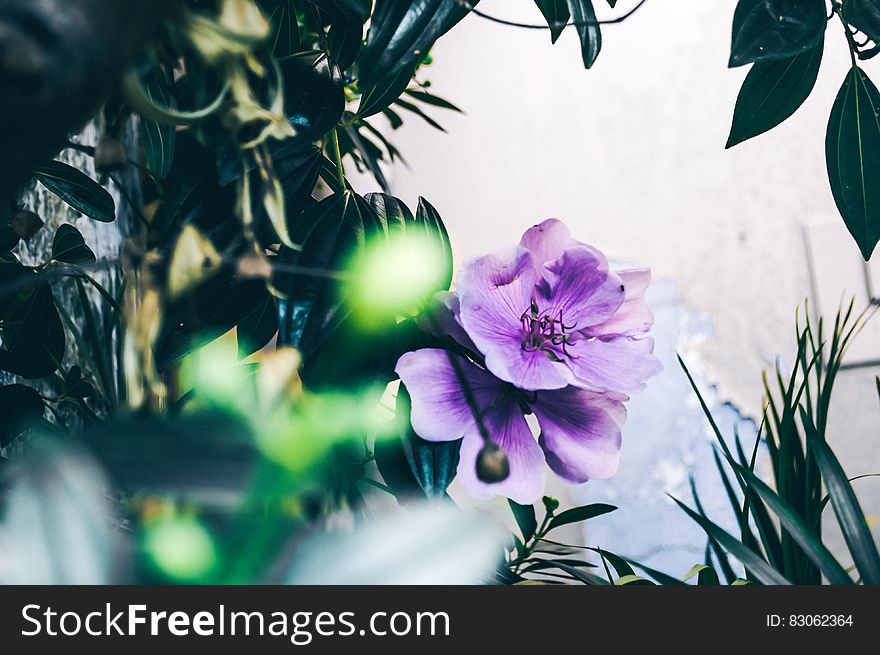 Focus Photography Of Purple Flower