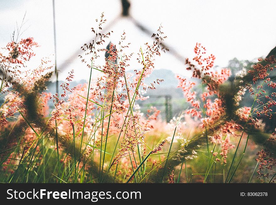 Pink Petaled Flower Outside Chain Link Fence