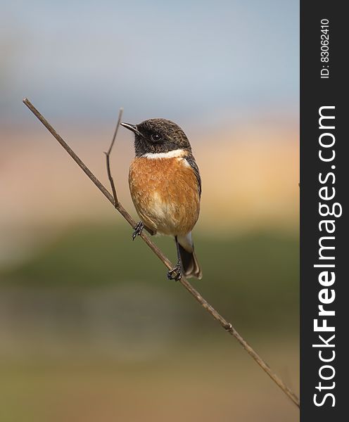 Brown And Black Bird On Brown Tree Branch