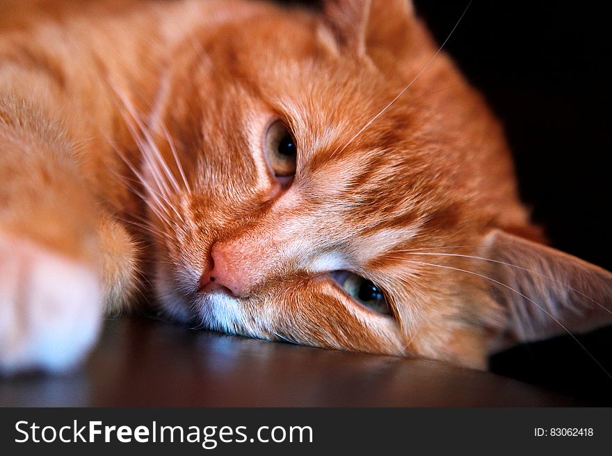 Orange Tabby Cat Leaning Head on Brown Surface
