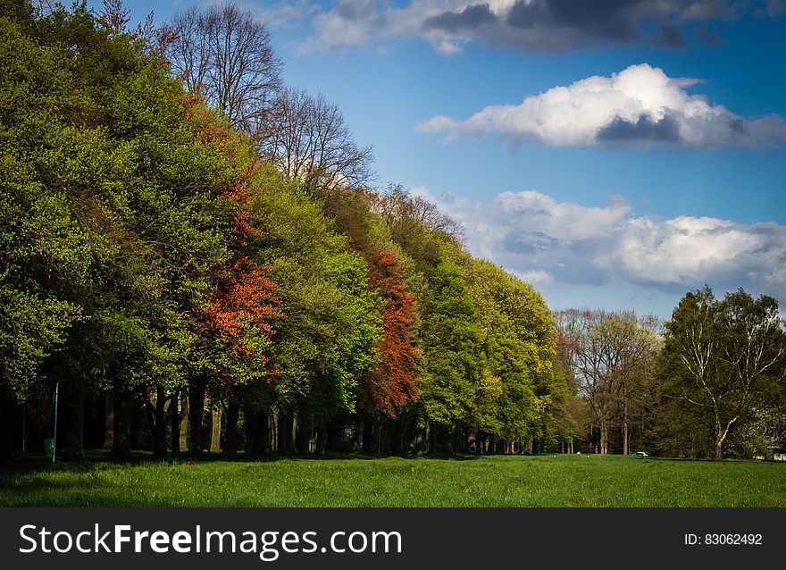 Green and Red Tress Under Blue Sky and White Clouds during Daytime