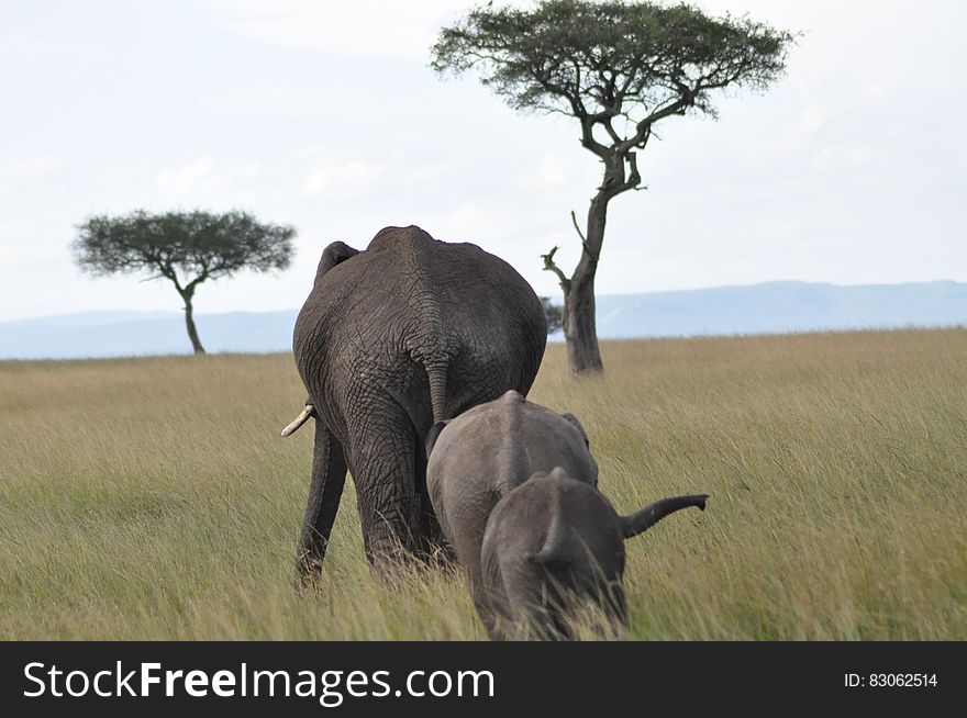 Adult and baby African elephants walking across grassland with trees on sunny day. Adult and baby African elephants walking across grassland with trees on sunny day.