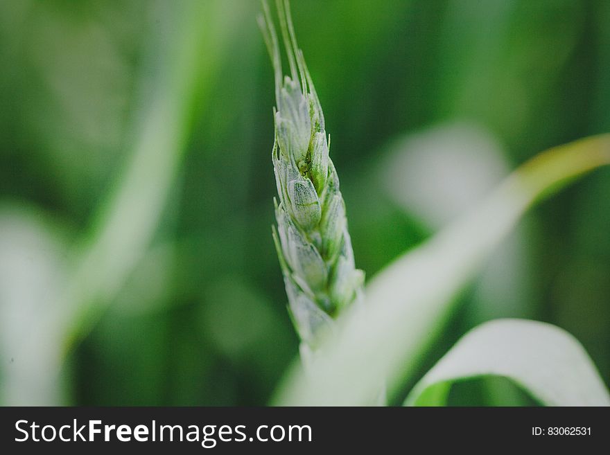 Close Up Of Green Cereal Grain