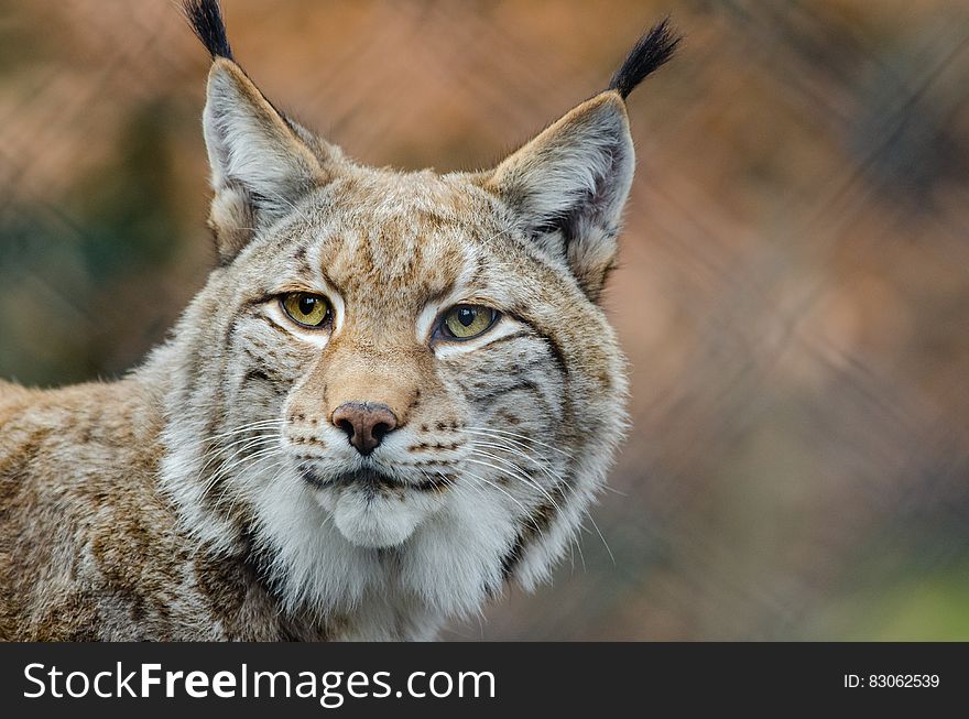 Brown and White Lynx in Close Photography