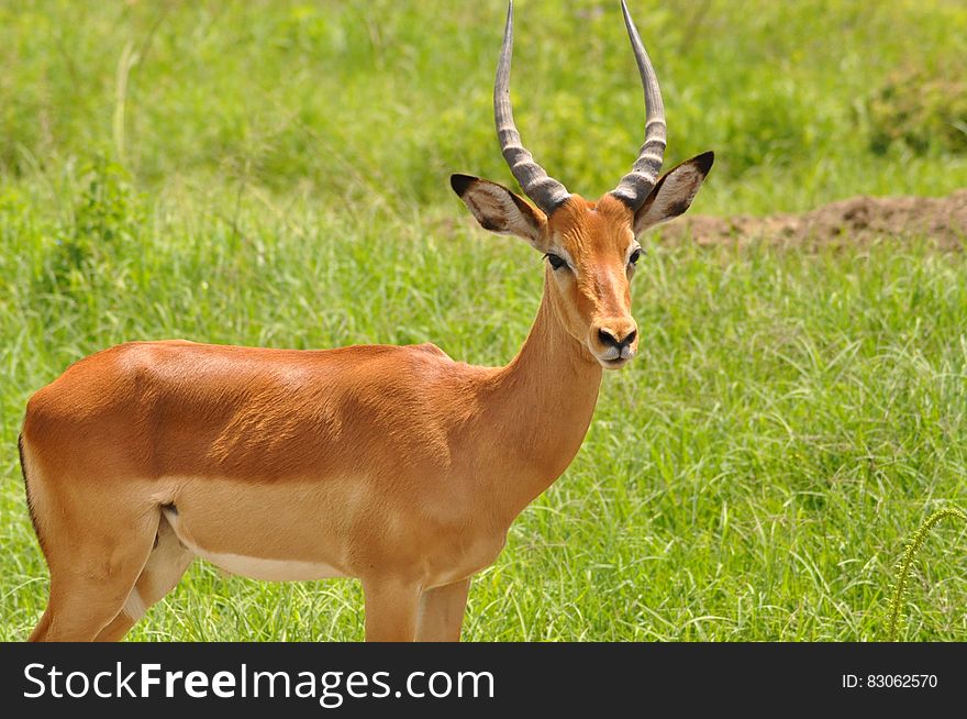 Portrait of gazelle in green grassland on sunny day. Portrait of gazelle in green grassland on sunny day.