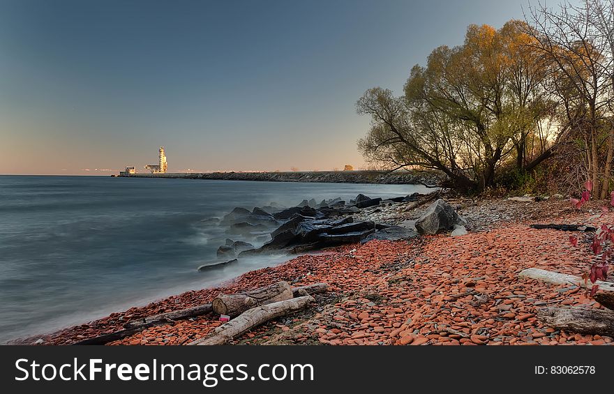 Green Tree Near the Beach Photo