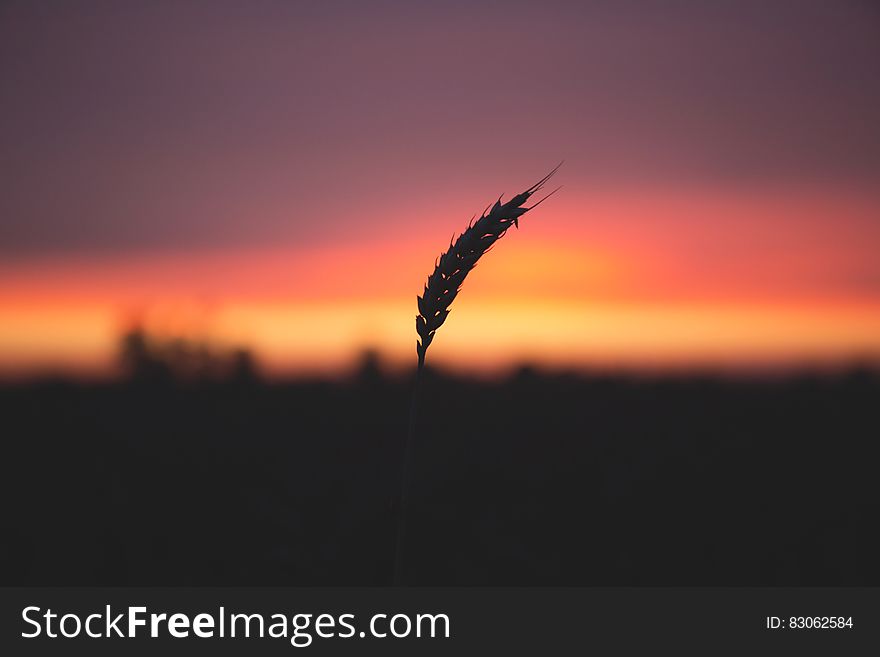 Grain Plant during Sunset