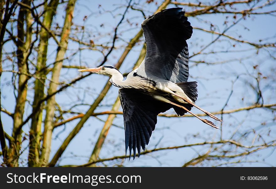 White Black Bird Flying during Daytime