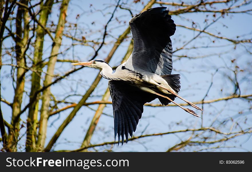 White Black Bird Flying During Daytime