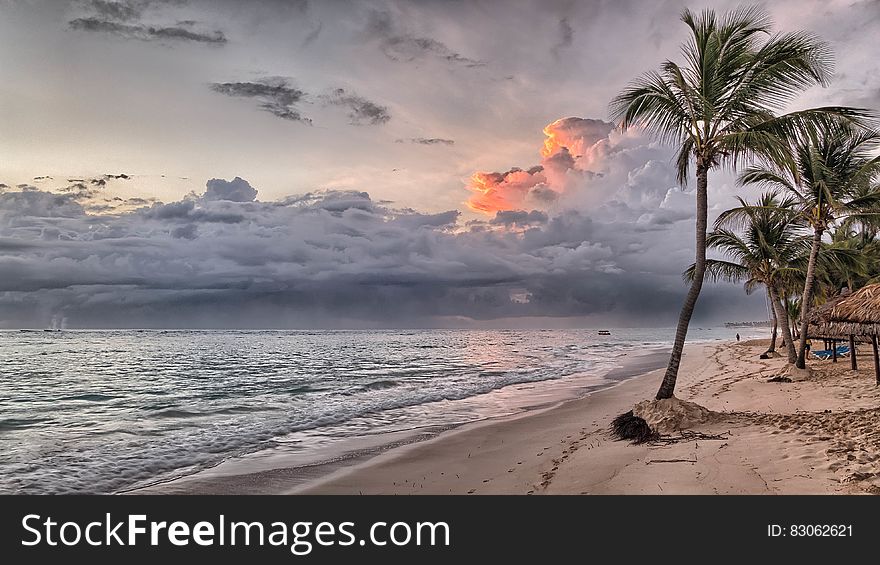 Coconut Tree On Shore During Daylight