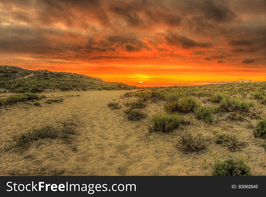 Green Leaf Plant And Brown Soil Under Gray Nimbus Clouds During Golden Hour