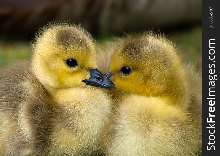 2 Yellow Ducklings Closeup Photography