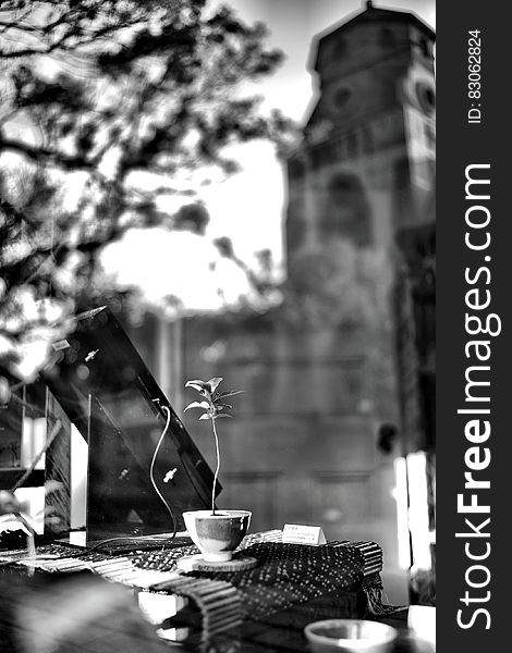 Grayscale Photography of Plant on Ceramic Vase