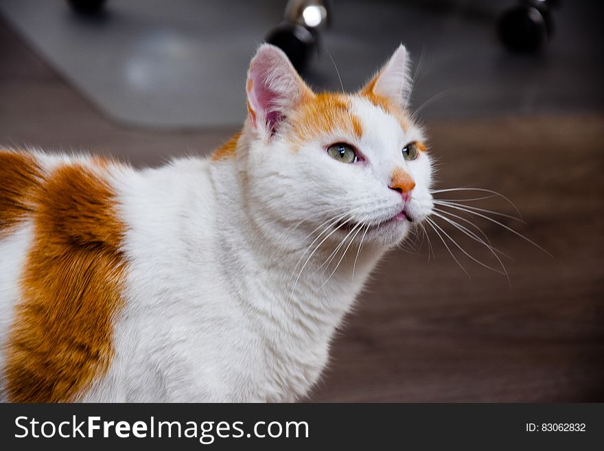 Brown And White Cat