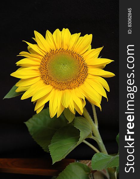 Yellow Flower Plant in Macro Shot