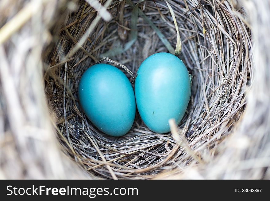 Selective Focus Photography2 Blue Egg On Nest