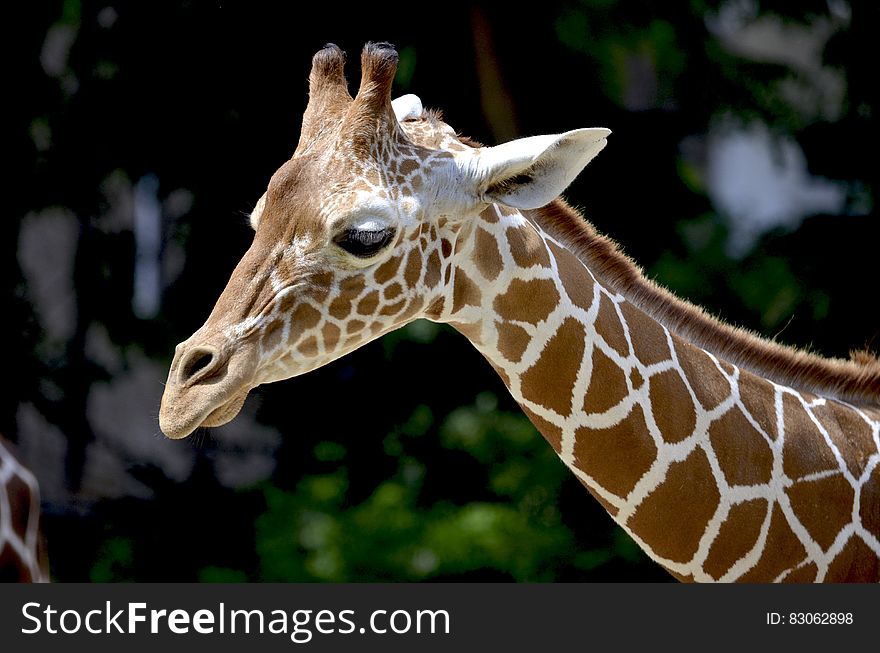 Brown Giraffe during Daytime
