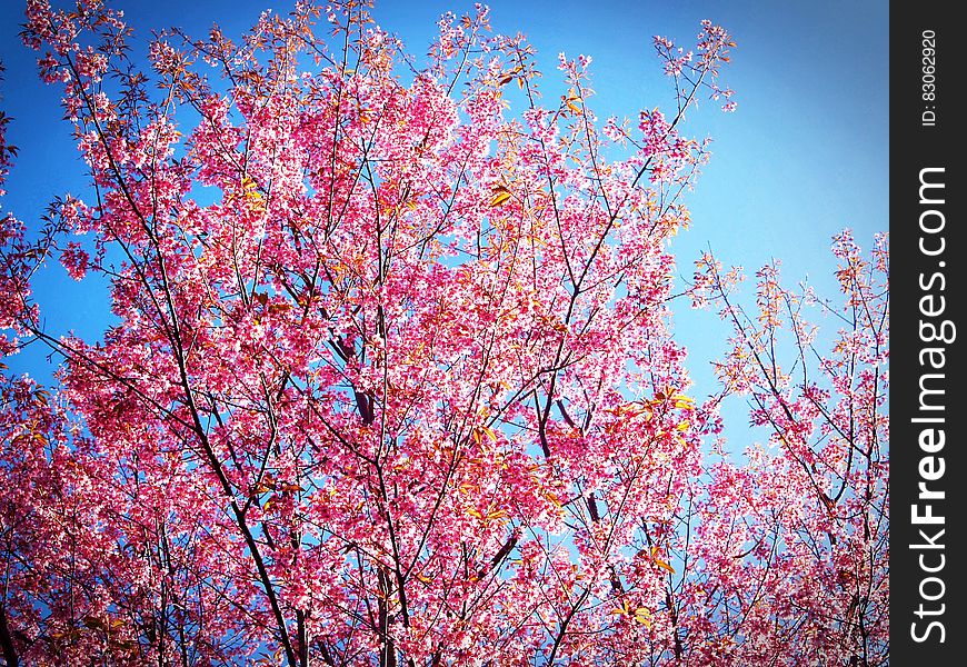 Pink and Yellow Leafed Tree Under Blue Sky during Daytime