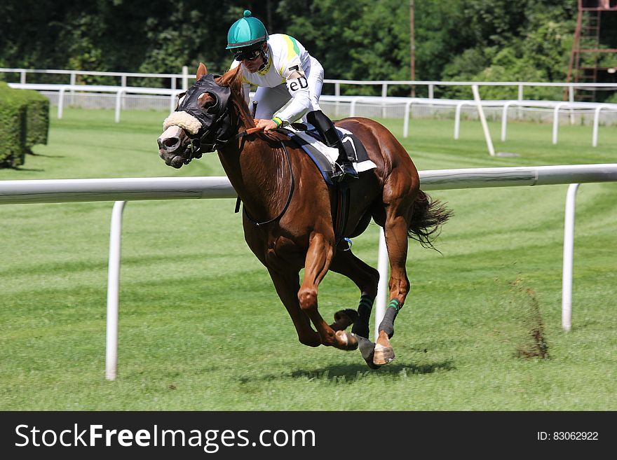 Race Horse Galloping
