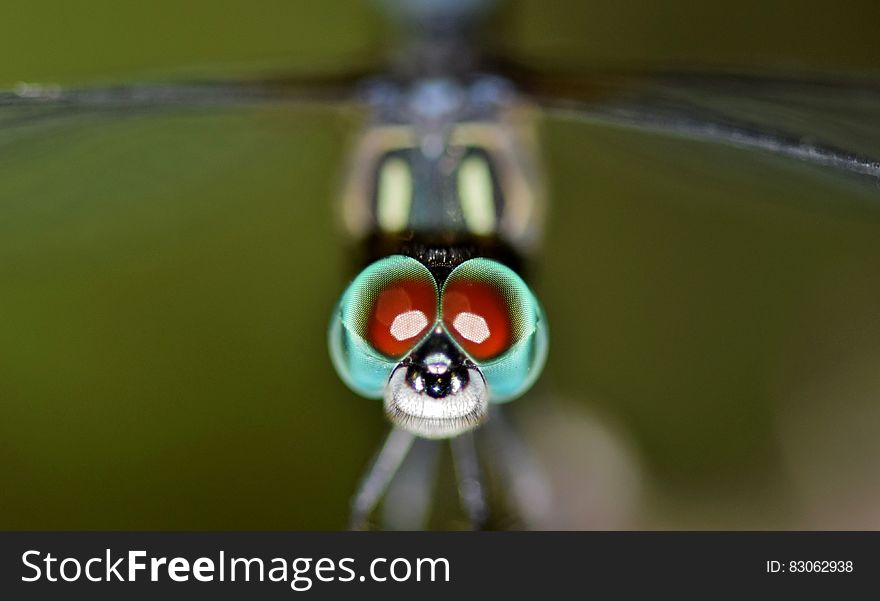 Macro Photography of Dragonfly