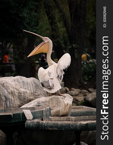 Portrait of white pelican with open beak on rock in zoo. Portrait of white pelican with open beak on rock in zoo.