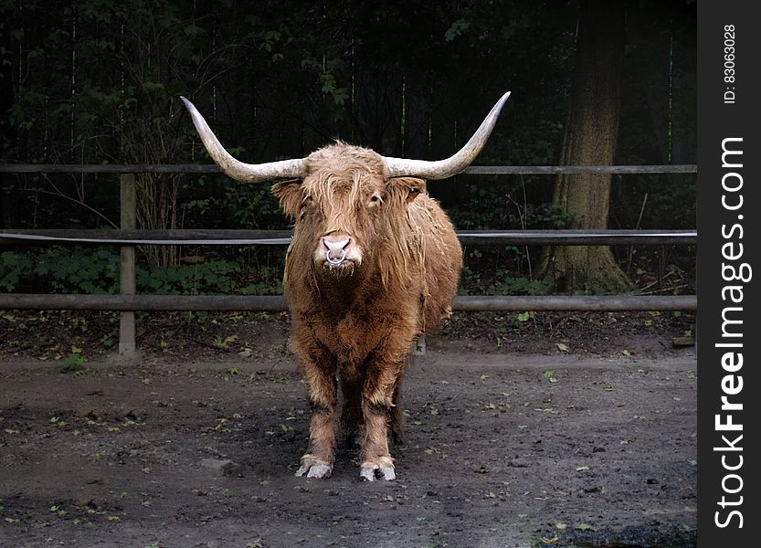 Portrait of longhorn steer in dirt paddock.