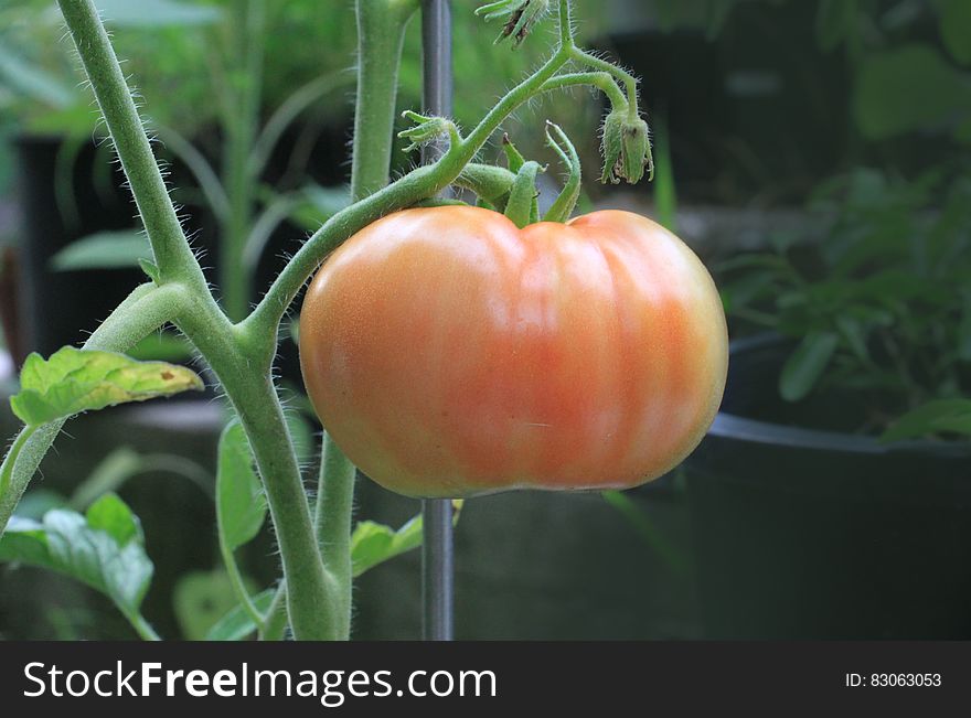 Orange Tomato