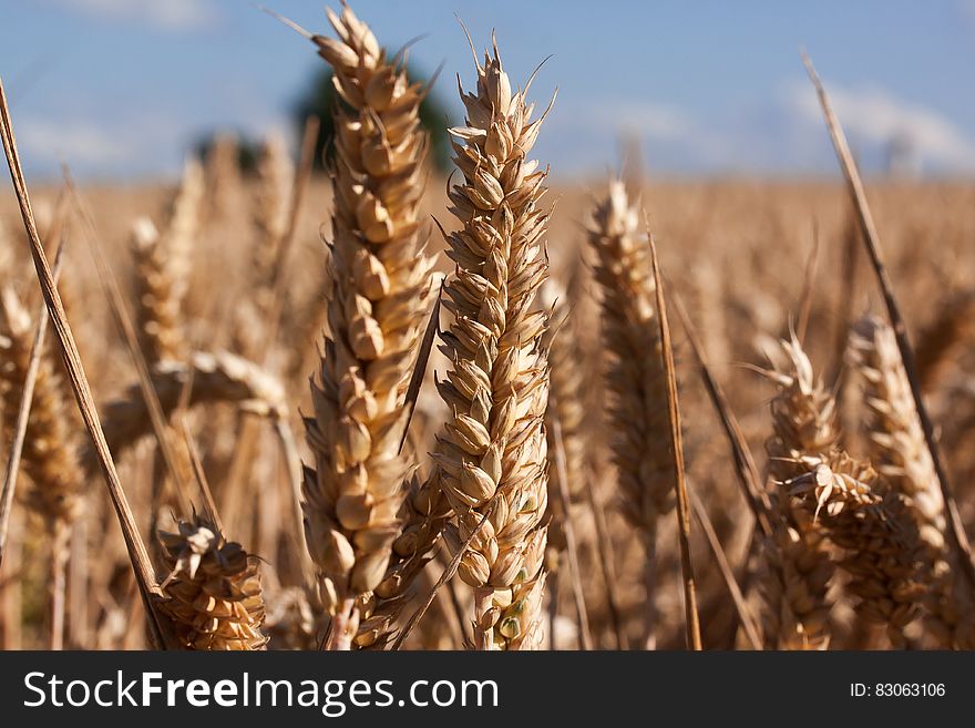 Brown Wheat Under Blue Sky