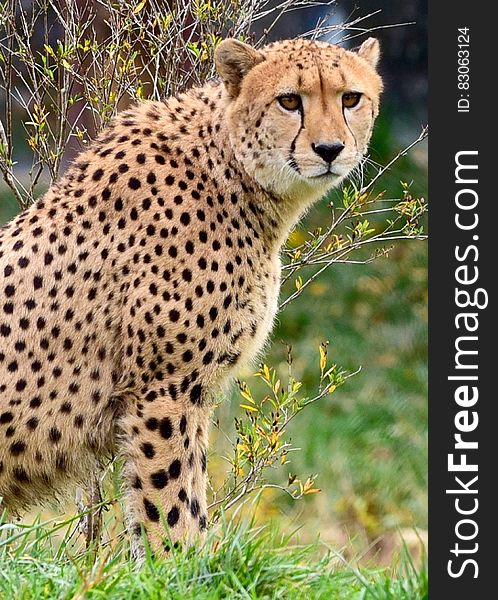 Cheetah in Green Grass Lawn