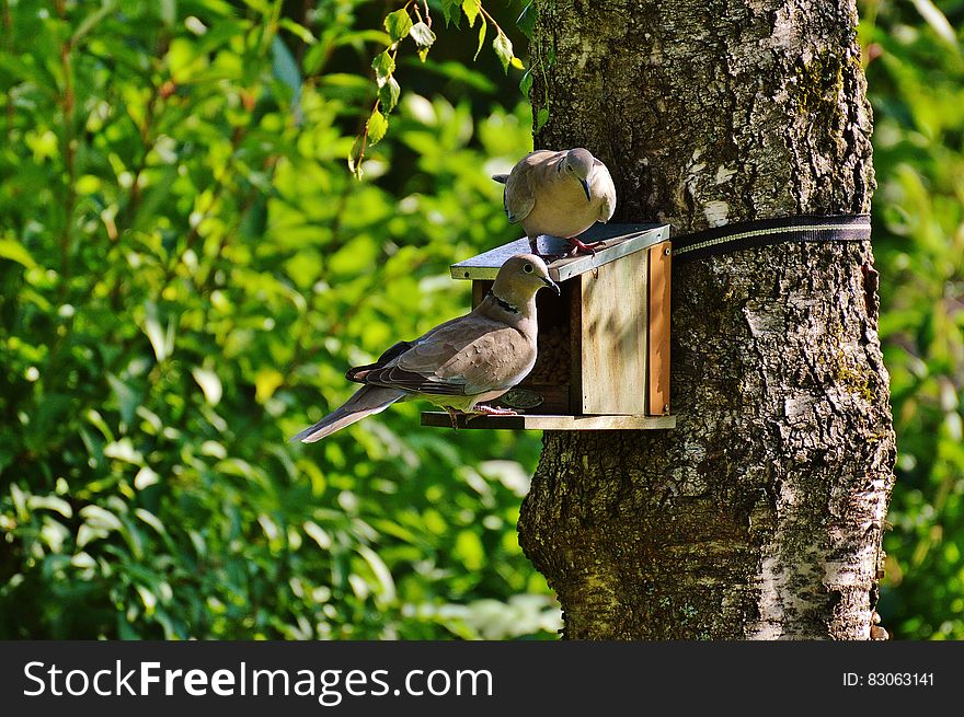 Brown and Beige Short Beak Claw Foot Bird on Bird House