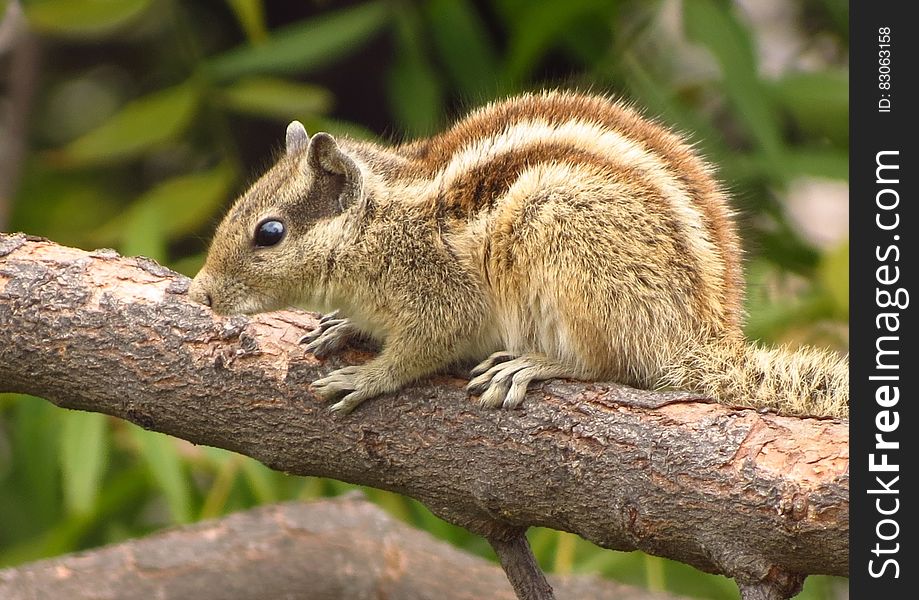 Portrait of striped squirrel on tree branch on sunny day. Portrait of striped squirrel on tree branch on sunny day.