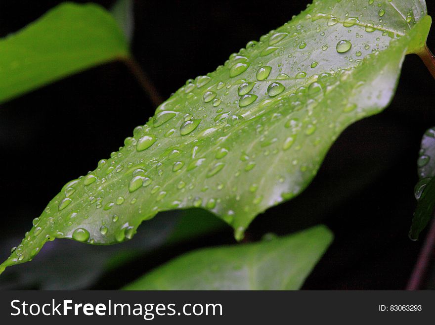 Close up of green leaves with raindrops. Close up of green leaves with raindrops.