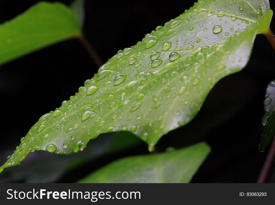 Raindrops On Green Leaves