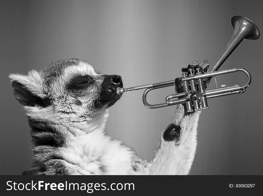 Portrait of lemur playing trumpet in black and white.