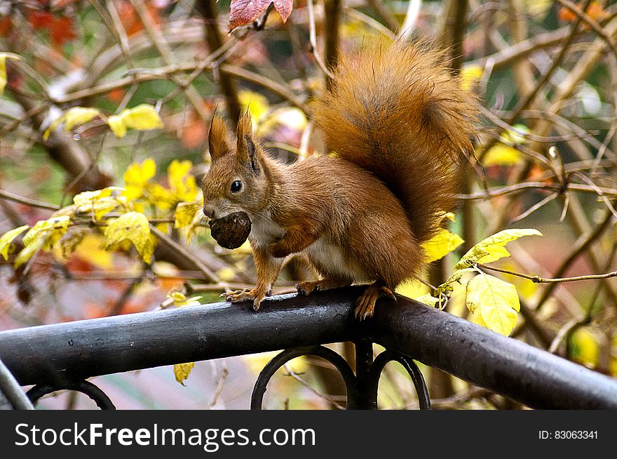 Squirrel Eating Acorn